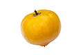 Profile Picture of Pouteria campechianaon Wikipedia
