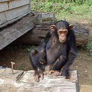 Profile Picture of Billy Haha (@sheathstuffer) on Myspace
