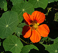 Profile Picture of Tropaeolum majuson Wikipedia