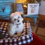 Profile Picture of Carl “The Maltipoo” Lehman (@kickingwithcarl) on Instagram
