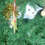 Profile Picture of Tammy McFarlane (@tammymcfarlane) on Instagram