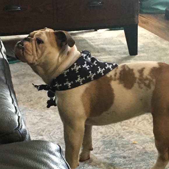 Profile Picture of Makayla Magnusen (@bulldog1306) on Poshmark