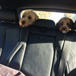 Archie - Instagram Profile Picture of Archie (@archieadams123) on Instagram