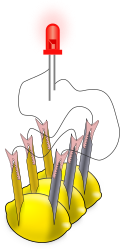 Profile Picture of Lemon battery - Wikipediaon Wikipedia
