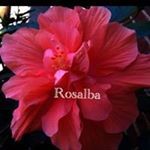 Rosalba Silva - Instagram Profile Picture of Rosalba Silva (@silvaro1234) on Instagram