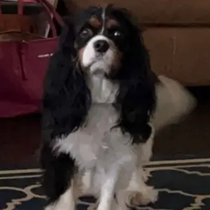 Profile Picture of lars (@larsisdumb) on Tiktok