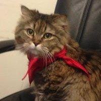 Profile Picture of Ray Choy (@ray-choy-7) on Quora