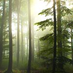 Profile Picture of Brad Vest (@brad_vestulo) on Instagram