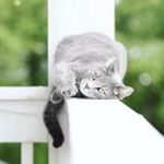 Profile Picture of Finnegan Jacob (@finnegan_shenanigans) on Instagram