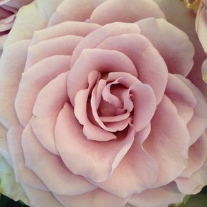 Profile Picture of Siw Monica Hesthammer Johannessen (@smjohannessen) on Myspace