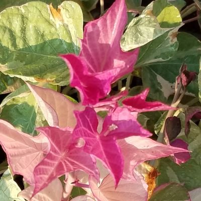 Profile Picture of Rene Carter (@Txflowergal) on Twitter