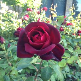 Profile Picture of Isabella Wilson (or Izzy) (@izzywilson03) on Pinterest