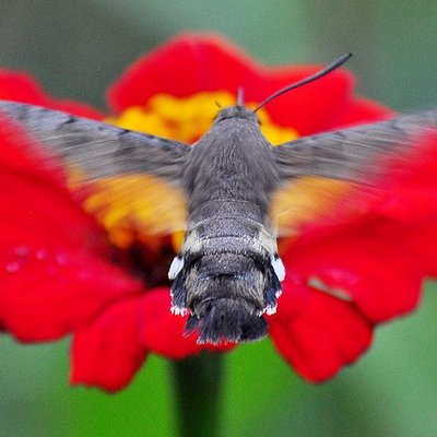 Profile Picture of B. Martin Allen (@BeeBirdMoth) on Twitter