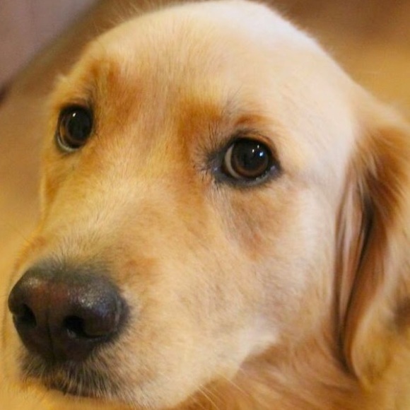 Profile Picture of Joshua Loya (@joshualoya1234) on Poshmark