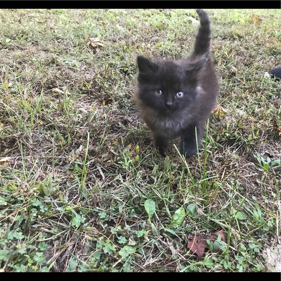 Profile Picture of Nicole Danter (@ndanter31) on Poshmark