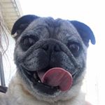 Profile Picture of Kady Couric Dingbaum (@kadypug_and_cash) on Instagram