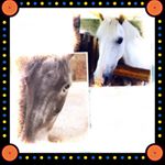 Profile Picture of Kayla (@tinker_and_broomy) on Instagram