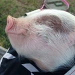 Profile Picture of Bruce The Pig (@baconatorbruce) on Instagram