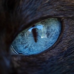 Profile Picture of Brian Lee (@bclee) on Flickr