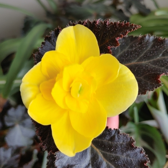 Profile Picture of Caroline Sauve (@caro_sauve) on Poshmark