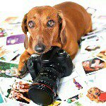 Profile Picture of Trevor Leung (@peticklepics) on Instagram