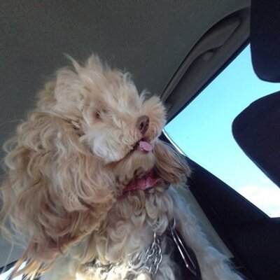 Profile Picture of Adam Hannan (@@Adamhannan16) on Twitter