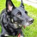 Profile Picture of gary syme (@caprigary) on Pinterest