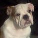 Profile Picture of Lori Self (@lrs11610) on Pinterest