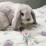 Profile Picture of Arthur Brill-Tóalmássy (@arthur_the_holland_lop) on Instagram