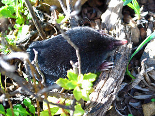 Profile Picture of Broad-footed moleon Wikipedia