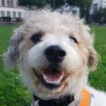 Profile Picture of Hi im Buddy ♥️ (@buddy_the_parson) on Instagram