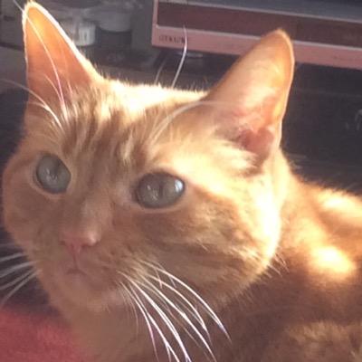 Profile Picture of Pat (@patsy_elvis) on Twitter