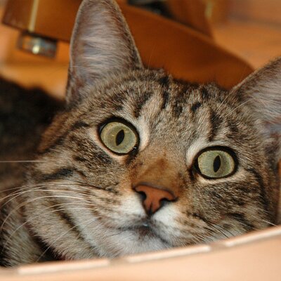 Profile Picture of Claudia Hooks (@Twihard719) on Twitter