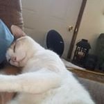 Profile Picture of Steven Winfield (@sw_master_of_puppets) on Instagram