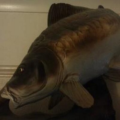 Profile Picture of Mark Ayling (@CarpyMarky) on Twitter