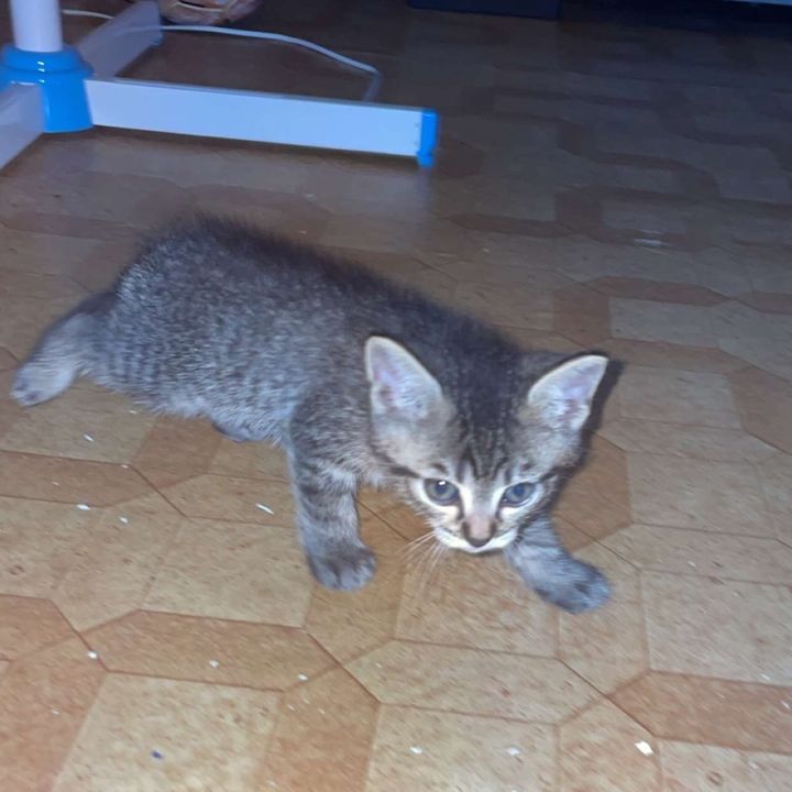 Profile Picture of Aleks Stojaković (@aleks_stojakovic) on Tiktok