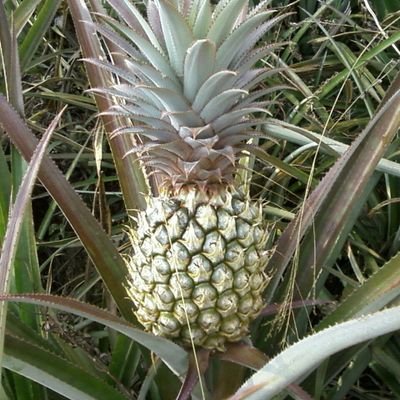 Profile Picture of Nanas Beluk Pml (@nanasmadupml) on Twitter