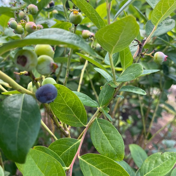 Profile Picture of Taylor Legall (@t_legall) on Poshmark