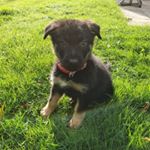 Profile Picture of Rosa Gray-Watling (@rosathe_gsd) on Instagram