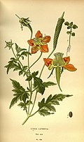 Profile Picture of Grausaon Wikipedia