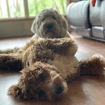 Profile Picture of Tobin & Quinn Brinks (@brinks.doods) on Instagram