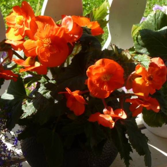 Profile Picture of Vivian Sloboda (@abvslo) on Poshmark