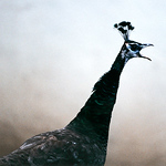 Profile Picture of Seishi Takamiya (@seishi takamiya) on Flickr