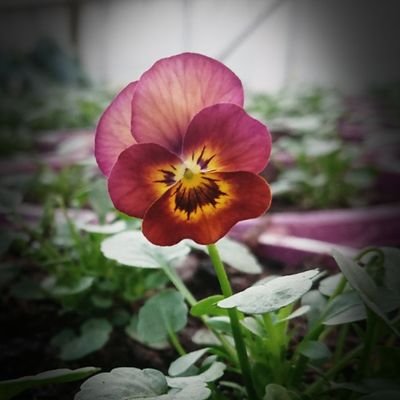 Profile Picture of Frank Sannmann (@FrankSannmann) on Twitter