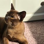 Profile Picture of Kevin (@kevin_shainy) on Instagram