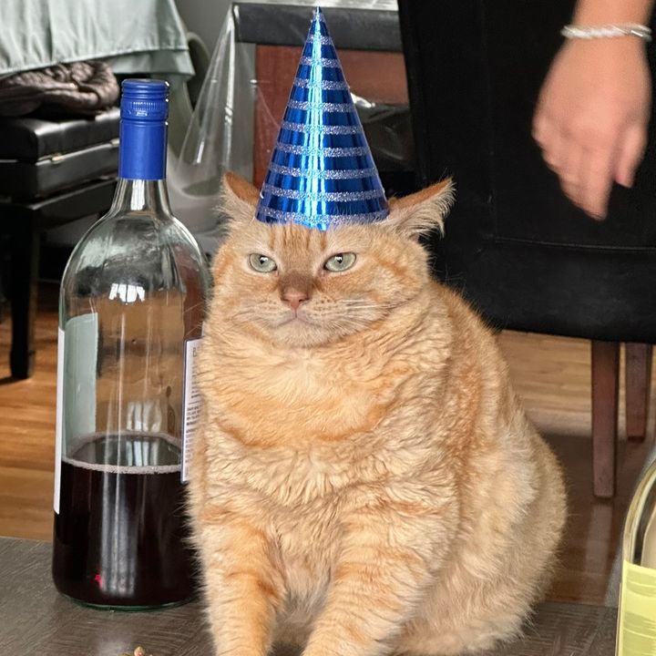 Profile Picture of Timmy the Chonk (@timmythechonk) on Tiktok