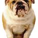 Profile Picture of Womble Carlyle  (@WombleCarlyle) on Pinterest