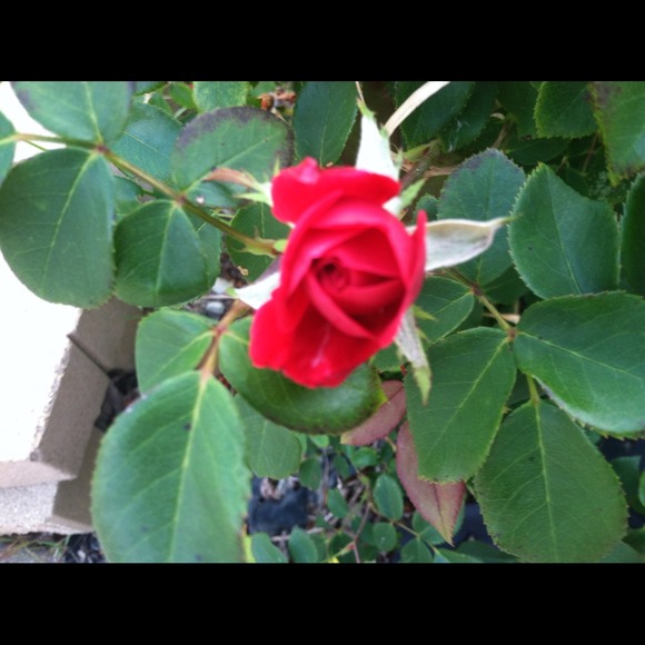 Profile Picture of Frankie Gregory (@mygirlsalc) on Poshmark