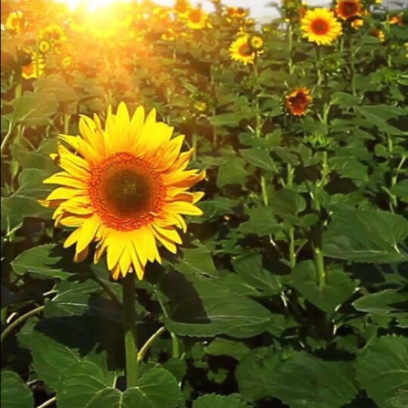 Profile Picture of Katherine Elmenthaler (@katiemedic) on Poshmark