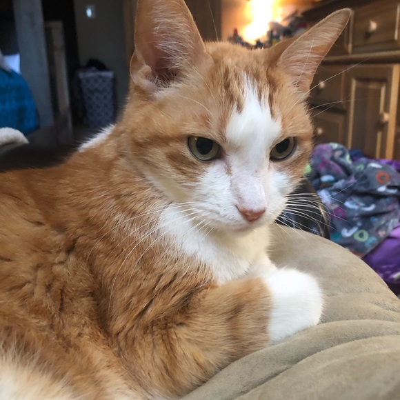 Profile Picture of Abby Calhoun (@abbyncal) on Poshmark